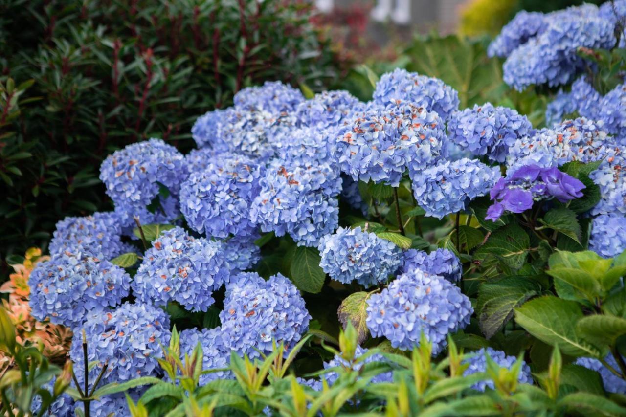 Drumfearne Guesthouse & Tearoom Carradale Екстер'єр фото